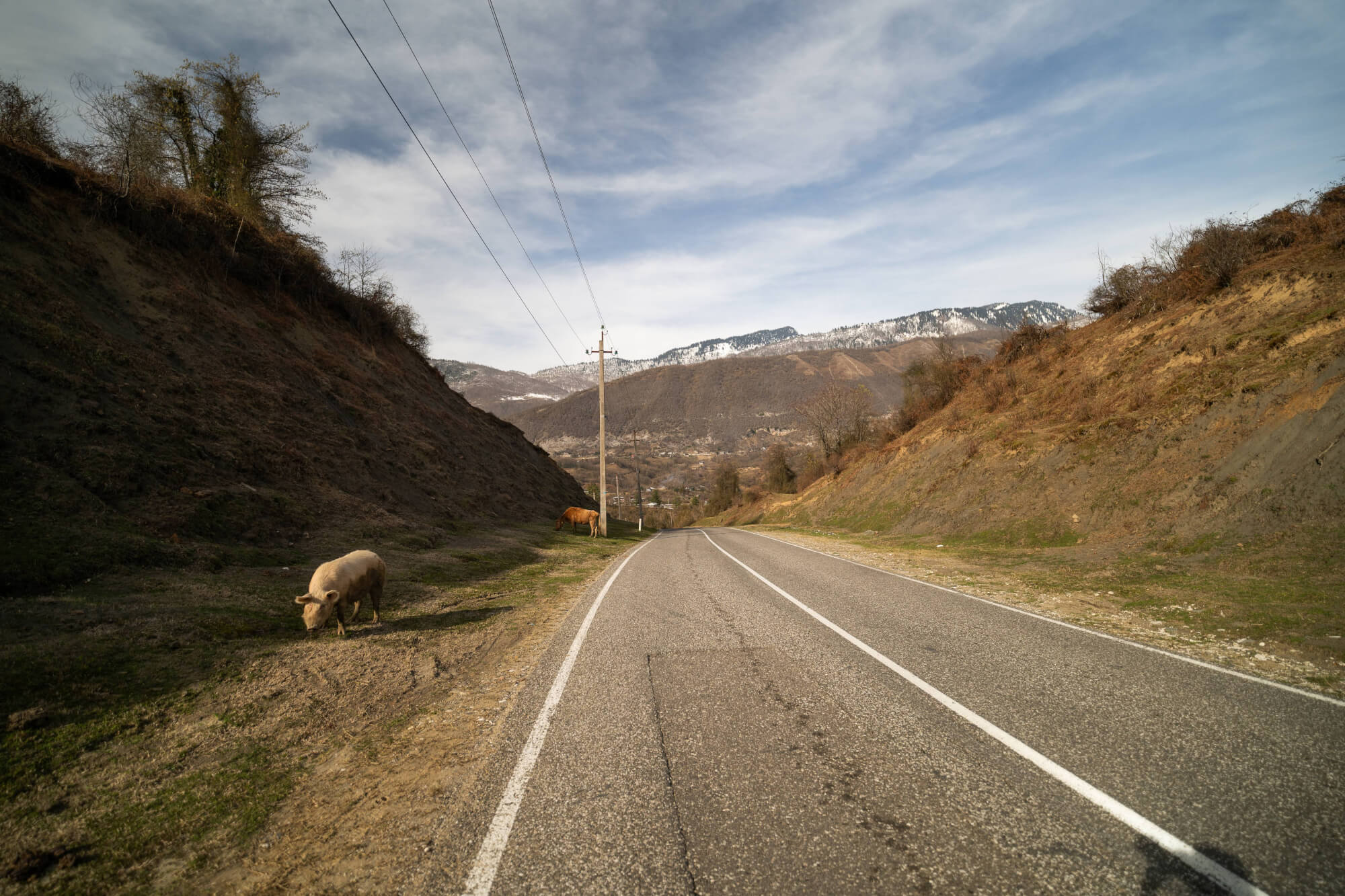 Winding road through a rural landscape with a pig grazing on the left and a horse in the background beside grassy patches. Hills rise on either side and snow-capped mountains are visible in the distance under a blue sky.