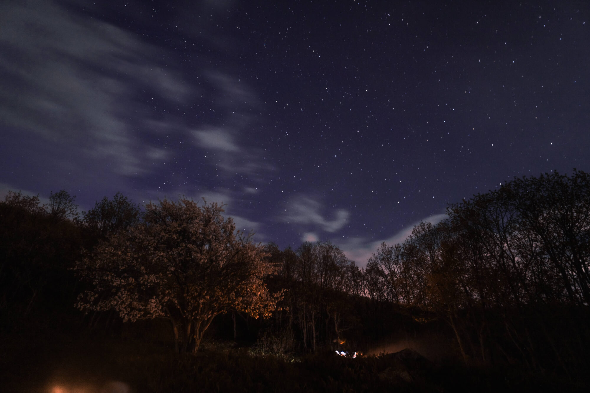 A night scene featuring a starry sky with wispy clouds, a blooming tree in the foreground, and a faint glow from a distant fire.