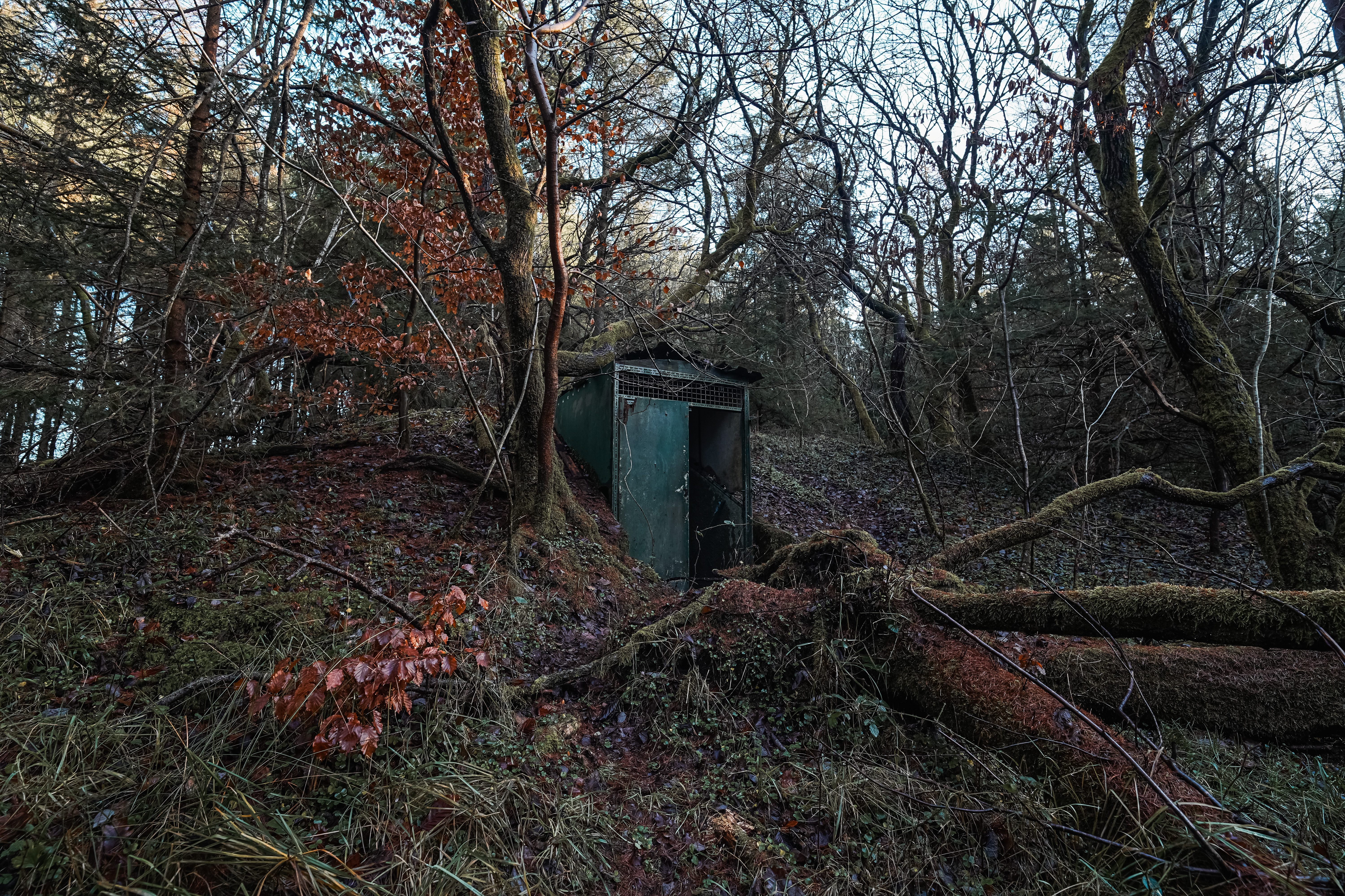 An abandoned shed in a dense forest, surrounded by bare trees and fallen branches, with a damp ground covered in leaves.