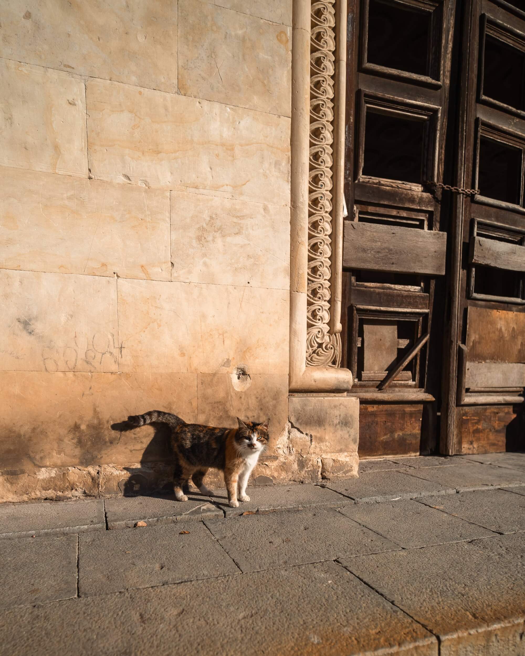A calico cat standing on a stone sidewalk beside a textured wall and ornate wooden doors, illuminated by sunlight.