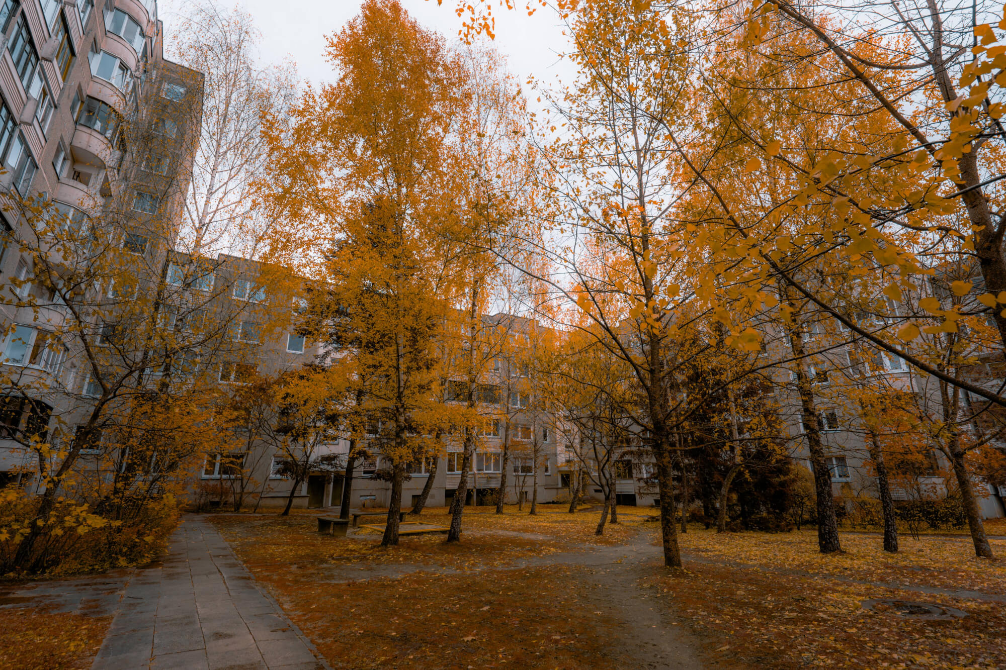A courtyard filled with yellow-leaved trees and gray buildings under a cloudy sky, showcasing an autumn scene.