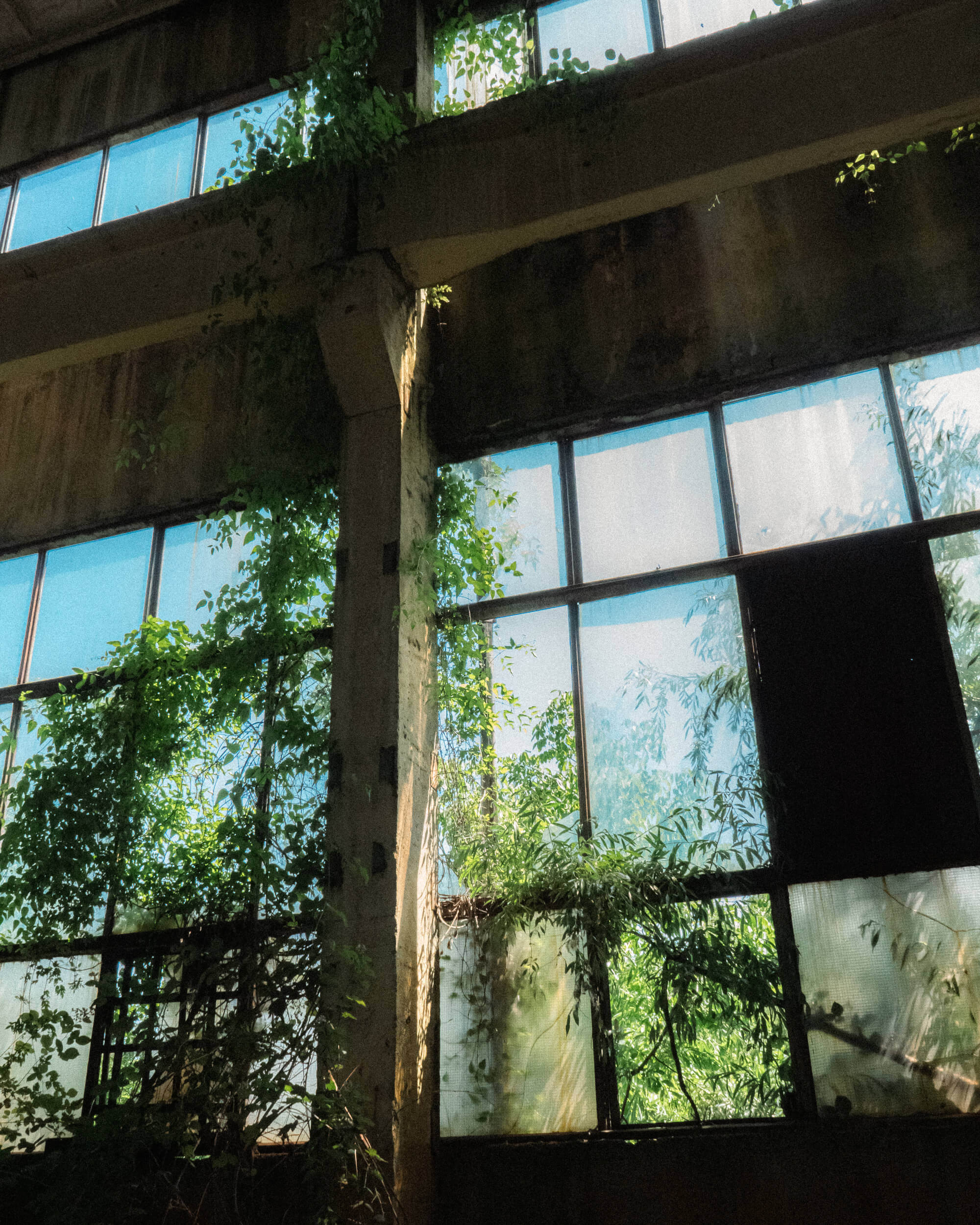 Interior of an abandoned building with large windows partially covered by green vines. Sunlight filters through the dirtied glass panes, casting intricate shadows on the ground.