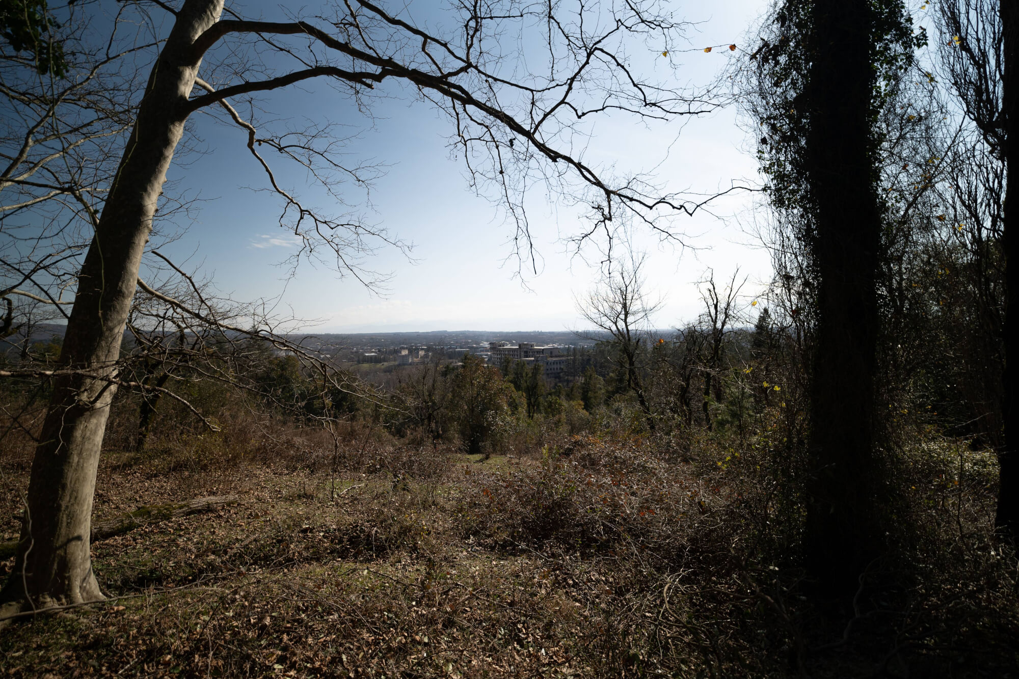 A landscape view from a hillside, featuring bare trees in the foreground, with a panoramic view of distant hills and a city visible beyond under a clear sky.