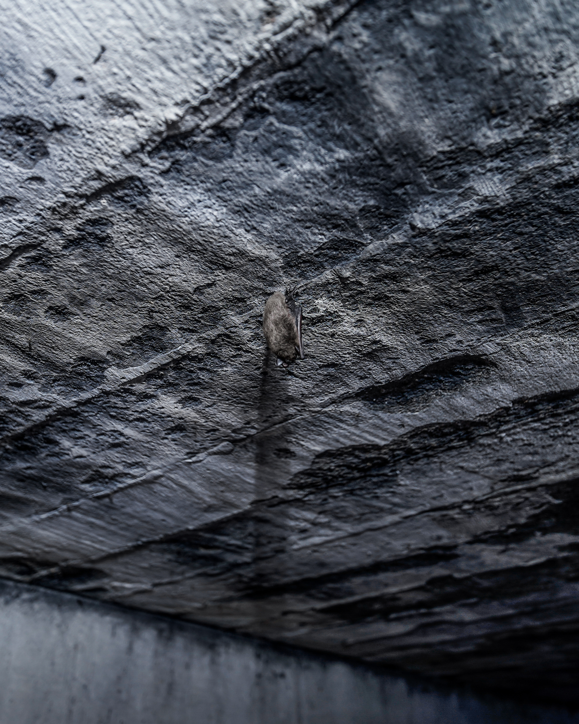A bat hanging on a textured gray ceiling in an industrial space.