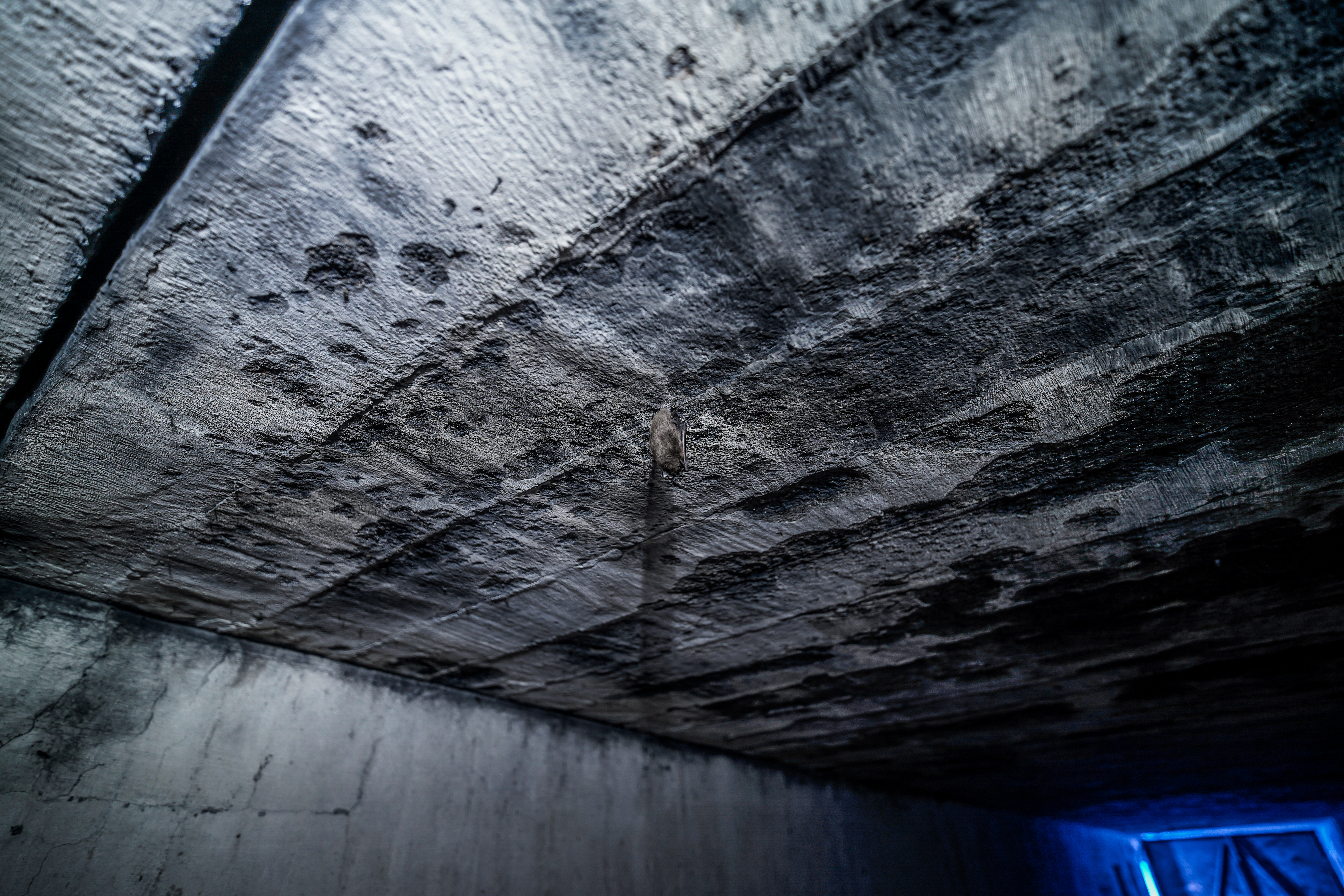 A close-up view of a concrete ceiling with visible textures, featuring a small bat clinging to it. A dim blue light source is visible in the corner, illuminating parts of the ceiling.