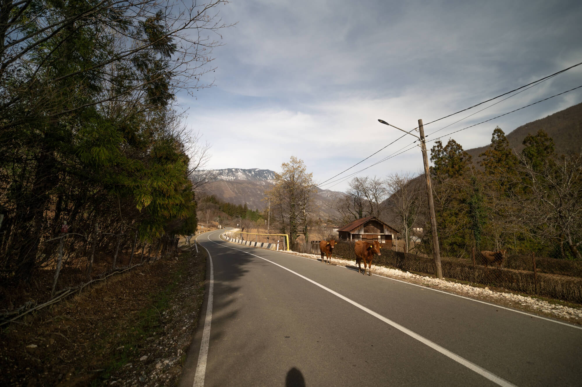 A winding road with two brown cows walking beside it, bordered by trees and a wooden house, with mountains in the background under a cloudy sky.