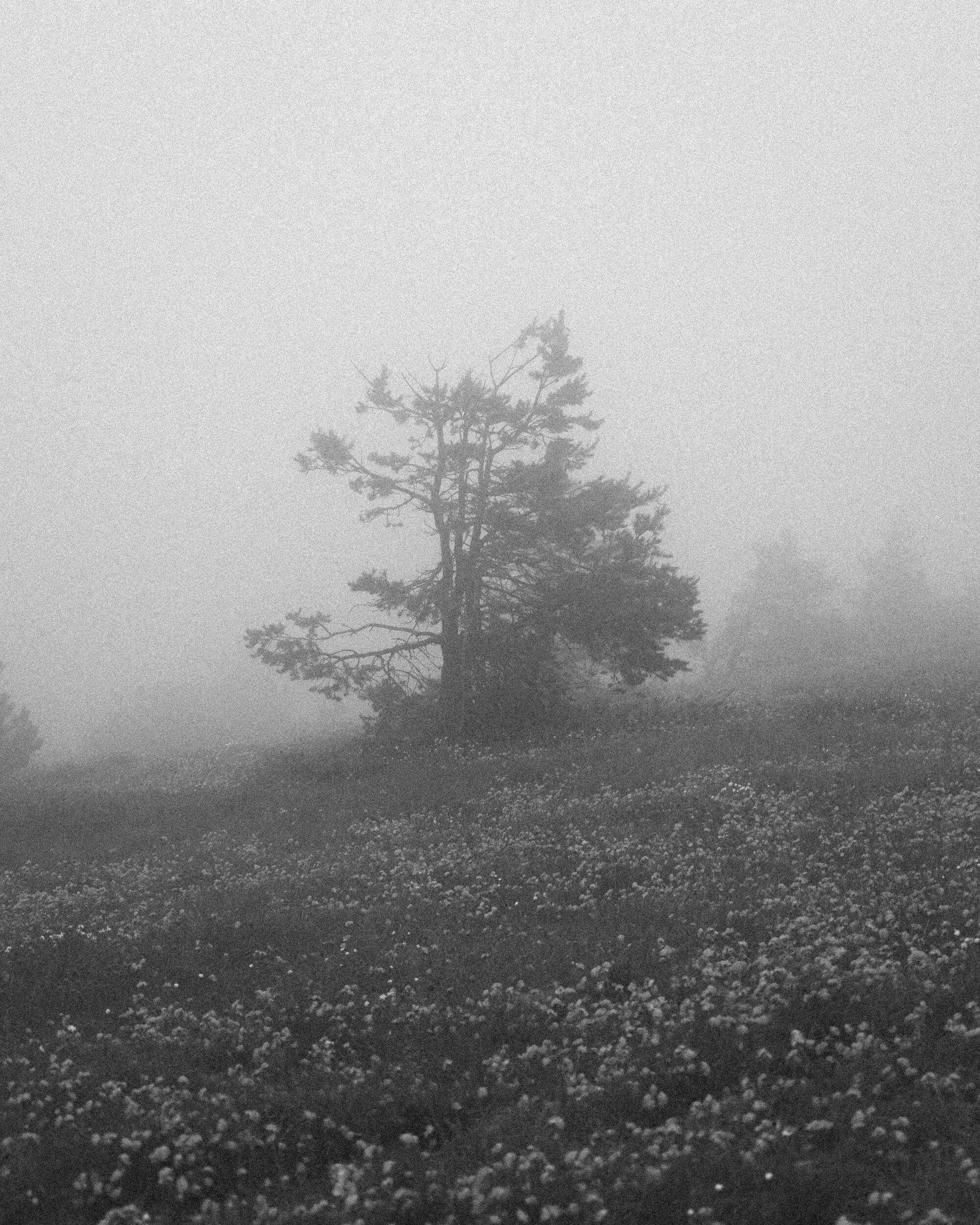 A foggy landscape with a single dark tree standing on a grassy meadow filled with white flowers, creating a serene and mysterious atmosphere.