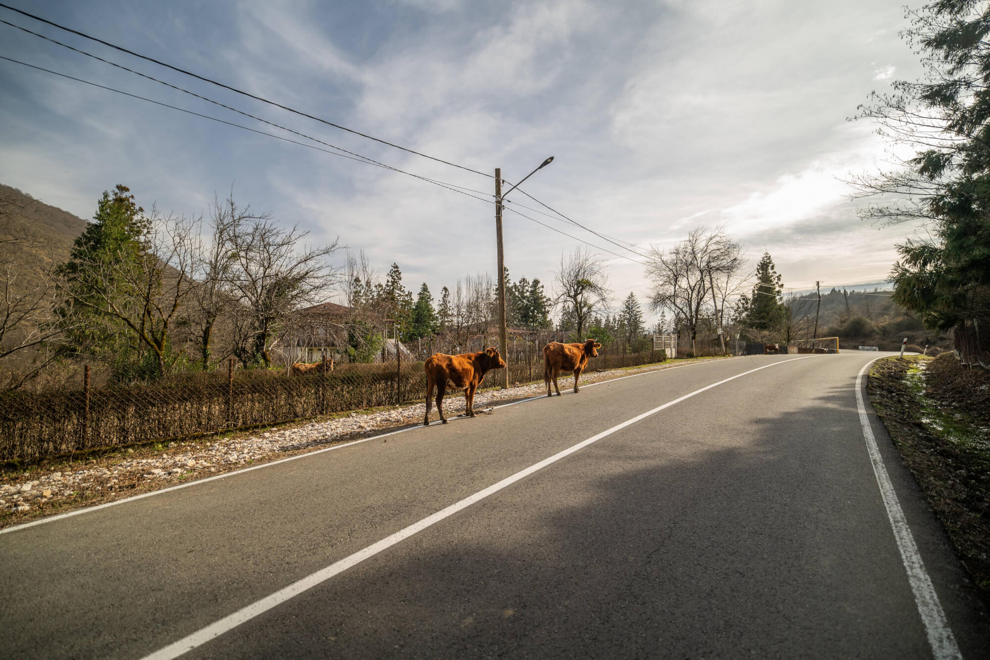 Two brown cows standing on the side of a winding road in a rural area, with trees and a fence visible in the background under a cloudy sky.