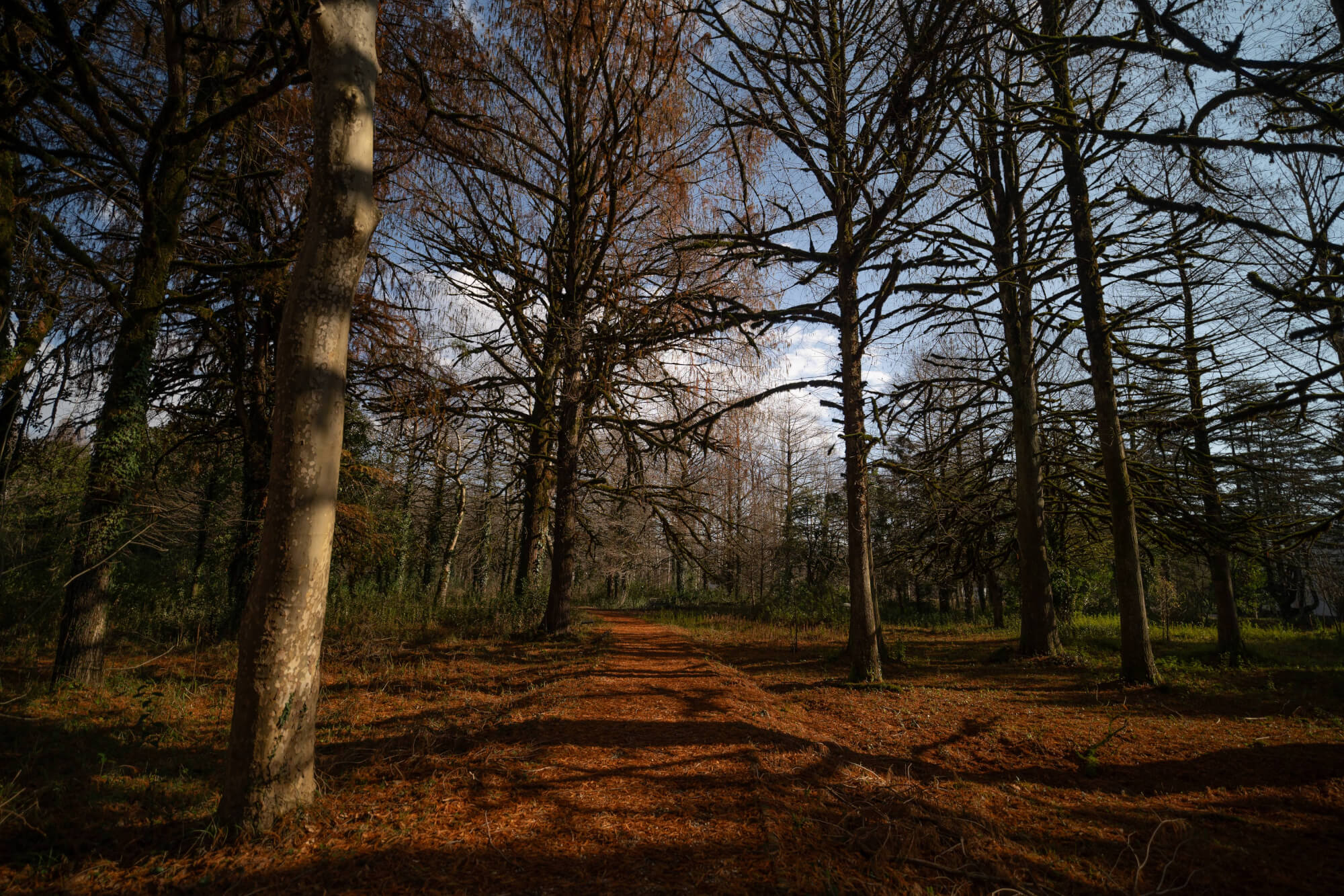 A forest path lined with tall trees, some without leaves and others with autumn foliage. The ground is covered with fallen leaves, and the light creates long shadows on the pathway.