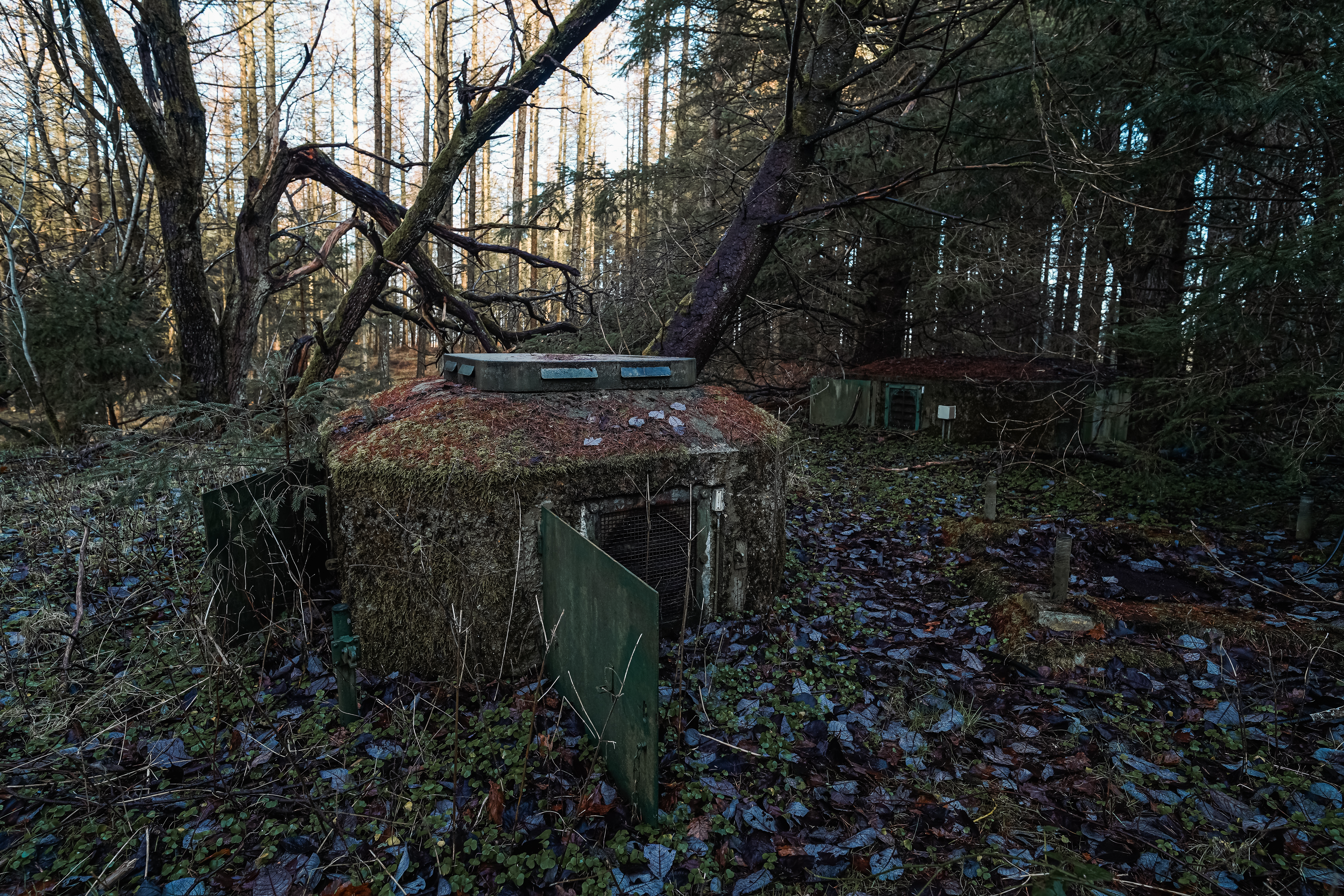 Two overgrown concrete shelters partially hidden in a dense forest, covered in moss with a fallen tree leaning on one of them. The ground is covered with wet leaves.