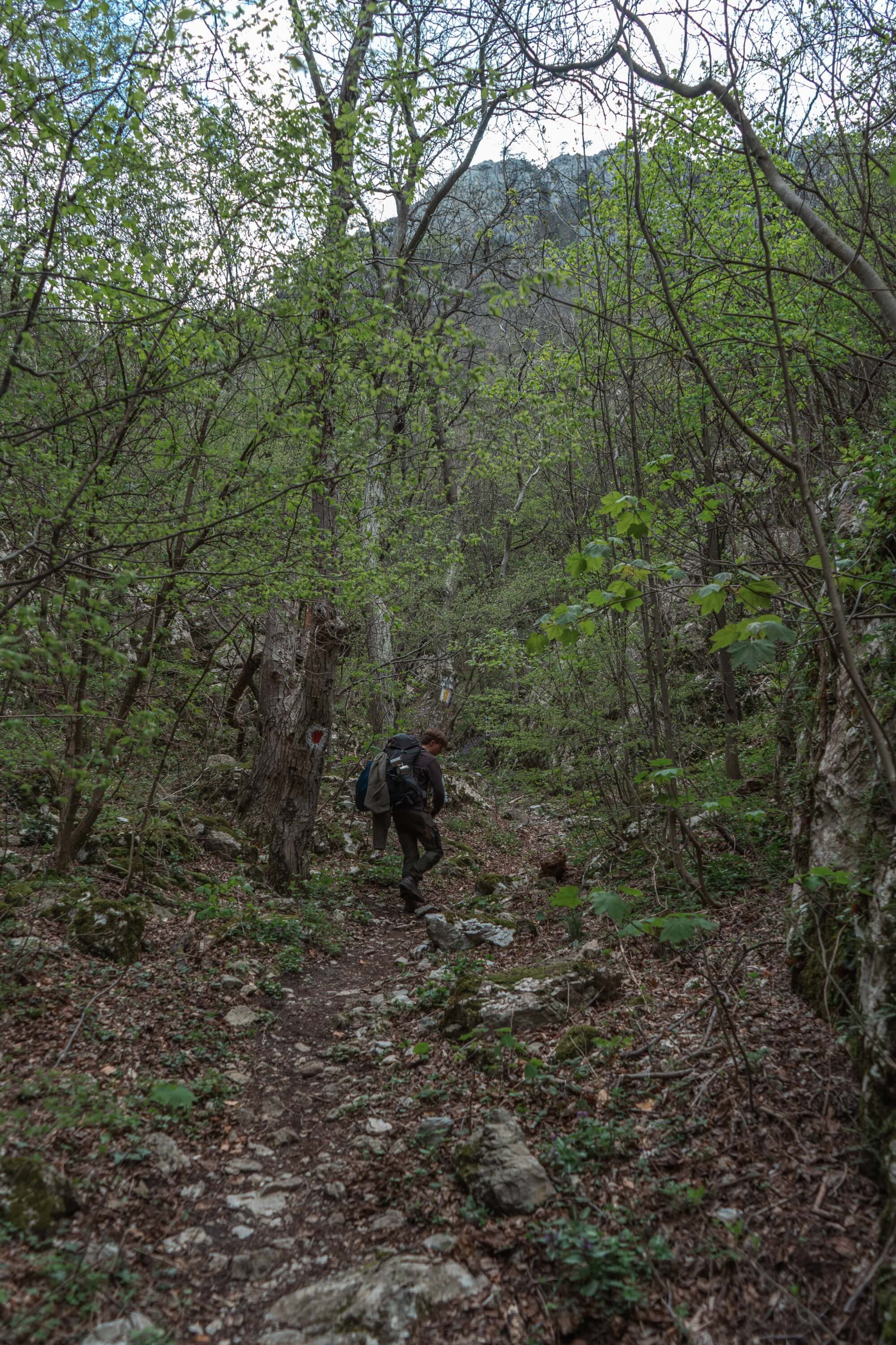 A hiker walking along a rocky trail in a green forest, surrounded by trees and shrubs.
